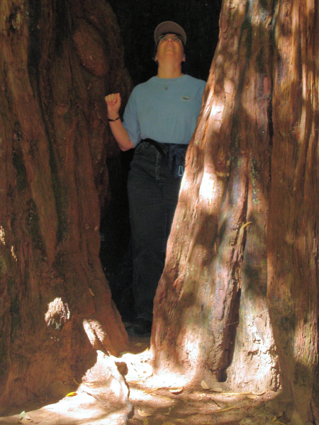 Martha inside a redwood tree