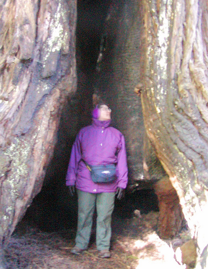 Mou inside a redwood tree
