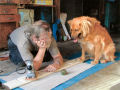 Simba making Wolf stop sanding and throw the tennis ball