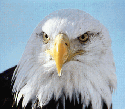 eagle.gif